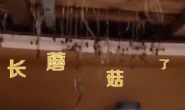 大连爆料老船长视频大全,老船长视频大全揭秘海上传奇故事