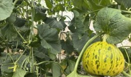 免费吃的瓜,揭秘那些让你欲罢不能的免费美食诱惑