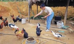 鸡棚塌了爆料怎么办视频,网友爆料视频揭示惊人真相