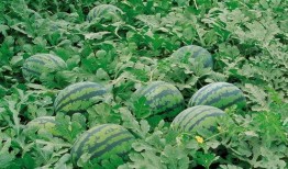 临沧网红吃瓜群微信群号,微信群号背后的故事与热议