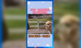 2022年娱乐吃瓜群众,吃瓜群众年度盘点