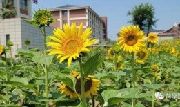 菏泽国花学校爆料事件视频,视频揭露惊人内幕